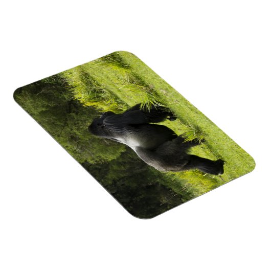 Ruanda, Volcanos-Nationalpark Magnet (Rechte Seite)