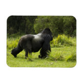 Ruanda, Volcanos-Nationalpark Magnet (Horizontal)