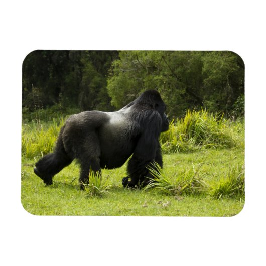 Ruanda, Volcanos-Nationalpark Magnet (Horizontal)