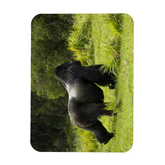 Ruanda, Volcanos-Nationalpark Magnet (Vertikal)