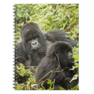 Ruanda, Volcanos-Nationalpark Notizblock