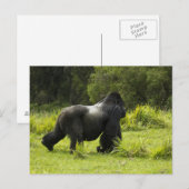 Ruanda, Volcanos-Nationalpark Postkarte (Vorne/Hinten)