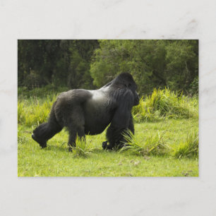 Ruanda, Volcanos-Nationalpark Postkarte