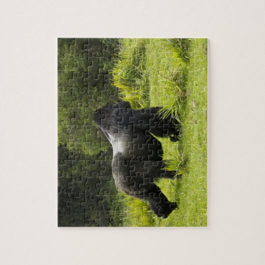 Ruanda, Volcanos-Nationalpark Puzzle (Vertikal)