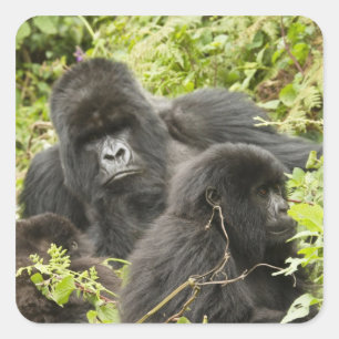 Ruanda, Volcanos-Nationalpark Quadratischer Aufkleber