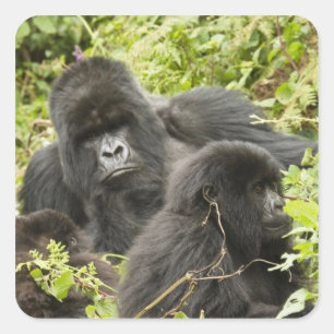 Ruanda, Volcanos-Nationalpark Quadratischer Aufkleber