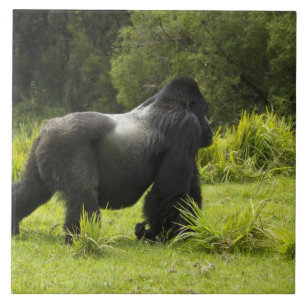 Ruanda, Vulkan-Nationalpark Fliese