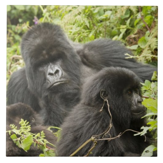 Ruanda, Vulkan-Nationalpark Fliese (Vorderseite)