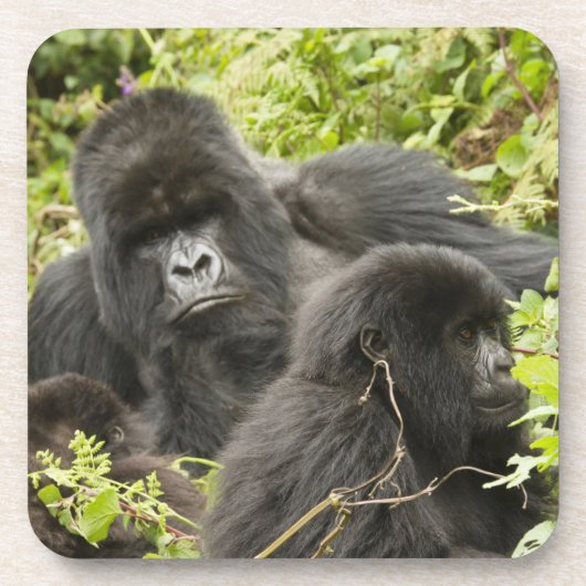 Ruanda, Vulkan-Nationalpark Getränkeuntersetzer (Vorderseite)