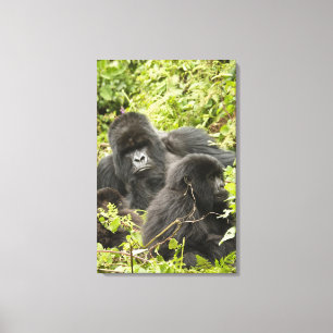 Ruanda, Vulkan-Nationalpark Leinwanddruck