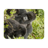 Ruanda, Vulkan-Nationalpark Magnet (Horizontal)