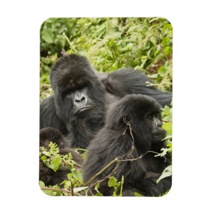 Ruanda, Vulkan-Nationalpark Magnet