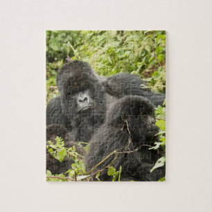 Ruanda, Vulkan-Nationalpark Puzzle
