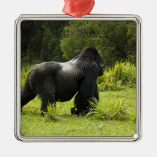 Ruanda, Vulkan-Nationalpark Silbernes Ornament