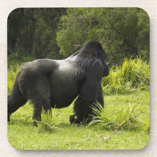 Ruanda, Vulkan-Nationalpark Untersetzer (Vorderseite)