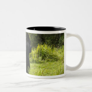Ruanda, Vulkan-Nationalpark Zweifarbige Tasse