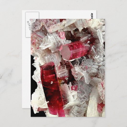 Rubellite Postkarte (Vorne/Hinten)