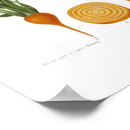 Rüben Poster (Ecke)