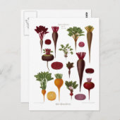 Rüben Postkarte (Vorne/Hinten)