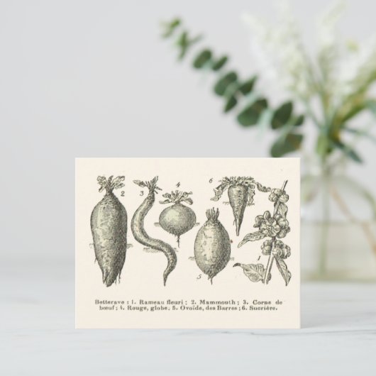 Rübenarten Postkarte (Stehend Vorderseite)