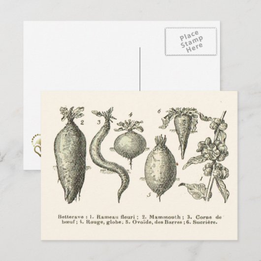 Rübenarten Postkarte (Vorne/Hinten)