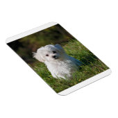 Rübenwelpen Magnet (Rechte Seite)