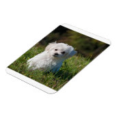 Rübenwelpen Magnet (Linke Seite)