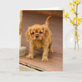 Rubin auf porch.jpg karte (Gelbe Blume)