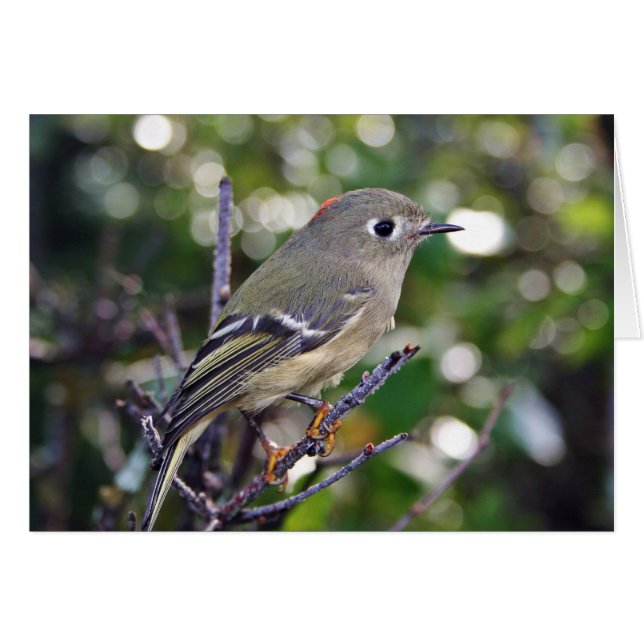 Rubin-gekrönter Kinglet (Vorderseite (Horizontal))