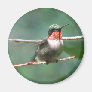 Rubin-Kehle flattert Magnet
