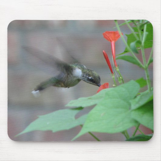 Rubin-Kehle nippt an Mousepad (Vorne)