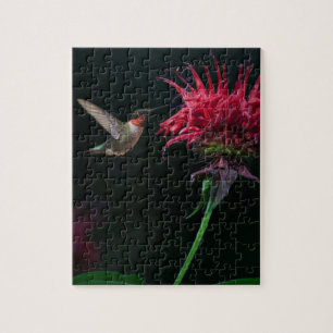 Rubin-throated Kolibri auf Bienen-Balsam Puzzle