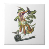 Rubin-throated Kolibri durch Audubon Fliese (Vorderseite)