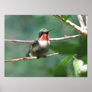 Rubin-throated Kolibri nach Verfolgung Poster