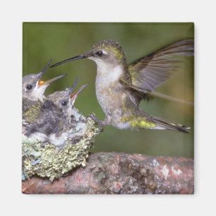 Rubin-throated Kolibri (weiblich) mit Jungen Magnet