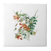 Rubin-throated Summenvogel Audubon Vögel Amerika Fliese (Vorderseite)