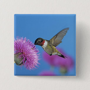 Rubinkehlkolibri Button