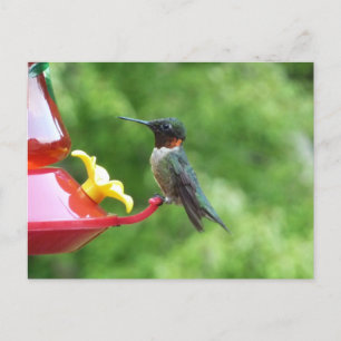 Rubinkehlkolibri-Fotografie Postkarte