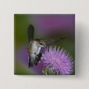 Rubinkehlkolibri im Flug an Distel Button