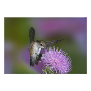Rubinkehlkolibri im Flug an Distel Fotodruck