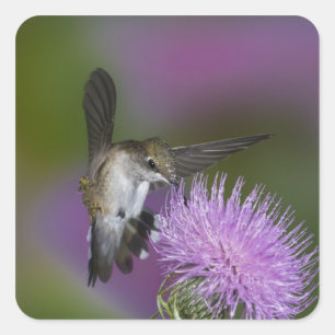 Rubinkehlkolibri im Flug an Distel Quadratischer Aufkleber