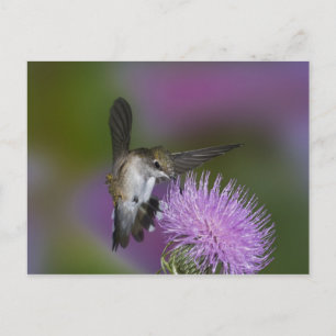 Rubinkehlkolibri im Flug an einer Distel Postkarte