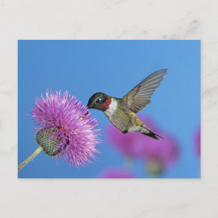 Rubinkehlkolibri Postkarte