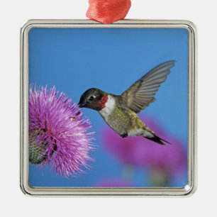 Rubinkehlkolibri Silbernes Ornament