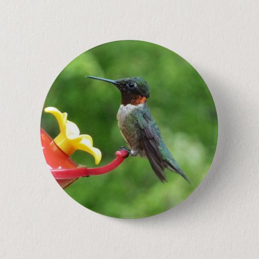 Rubinkehlkolibri-Vogel-Fotografie Button (Vorderseite)