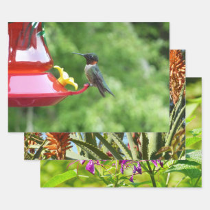 Rubinkehlkolibri-Vogel-Fotografie Geschenkpapier Set