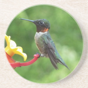 Rubinkehlkolibri-Vogel-Fotografie Getränkeuntersetzer