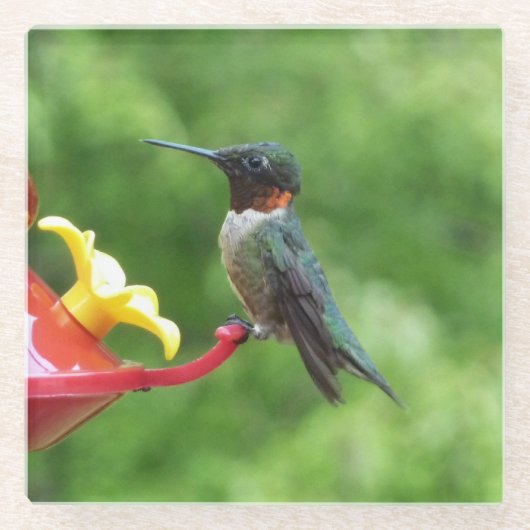 Rubinkehlkolibri-Vogel-Fotografie Glasuntersetzer (Vorderseite)
