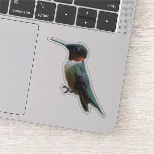 Rubinkehlkolibri-Vogelfotografie Aufkleber