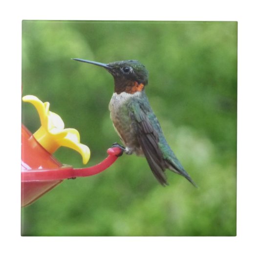 Rubinkehlkolibri-Vogelfotografie Fliese (Vorderseite)